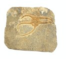 brittle star 118 4.25 x 4.75 x .75